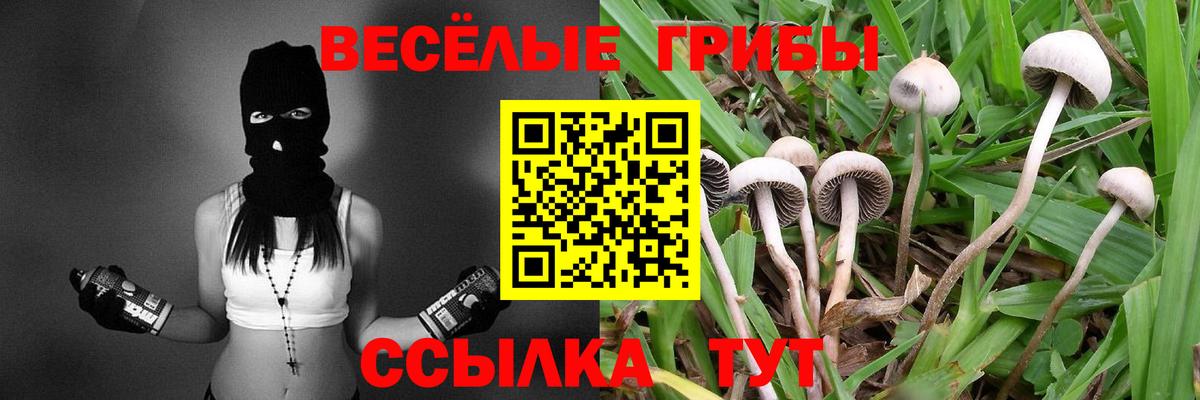 Псилоцибиновые грибы Psilocybe Холмск